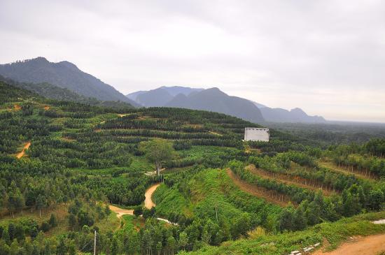 gaharu-tea-valley