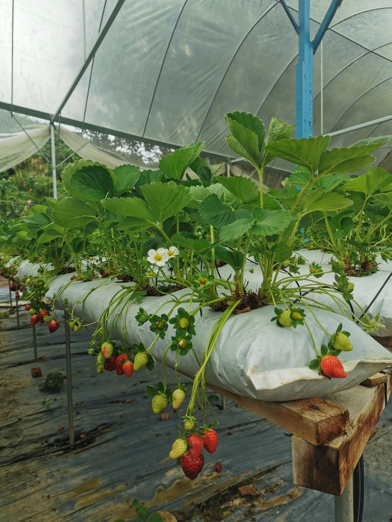 IMG_20230629_133630_resized_20230712_090817163